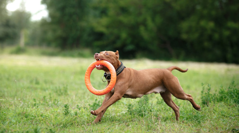 best indestructible dog toys for pit bulls